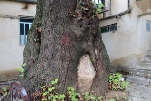 ۴ درخت کهنسال استان مرکزی در فهرست میراث ملی کشور ثبت شد