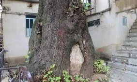 ۴ درخت کهنسال استان مرکزی در فهرست میراث ملی کشور ثبت شد
