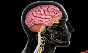 جوان کردن ۵۰ ساله مغز با تحریک الکتریکی