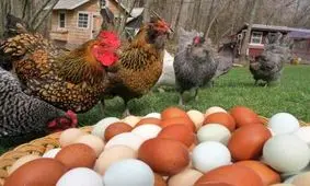 به دلیل مشاهده آنفولانزای فوق حاد پرندگان؛ تخم مرغ‌های محلی و مرغ‌های غیربسته‌بندی نخرید