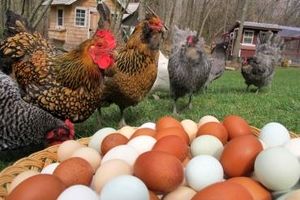 به دلیل مشاهده آنفولانزای فوق حاد پرندگان؛ تخم مرغ‌های محلی و مرغ‌های غیربسته‌بندی نخرید