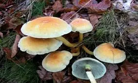 مسمومیت ۸ نفر بر اثر مصرف قارچ سمی در سقز