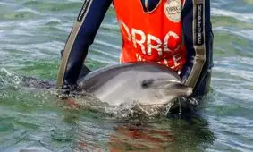 نجات دلفین گوژپشت در آب‌های کم عمق روستای سهیلی قشم