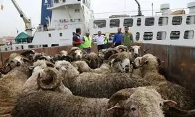 پهلوگیری بدون نوبت کشتی ۳۶۰۰ تنی حامل دام زنده در بندر شهید رجایی