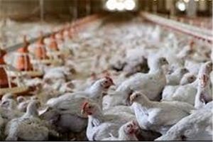 بیماری آنفلوانزای پرندگان در استان بوشهر مشاهده نشده است
