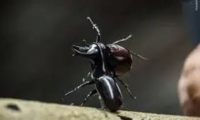 سوسک کرگدنی به رغم جثه اش قوی ترین جاندار روی زمین است