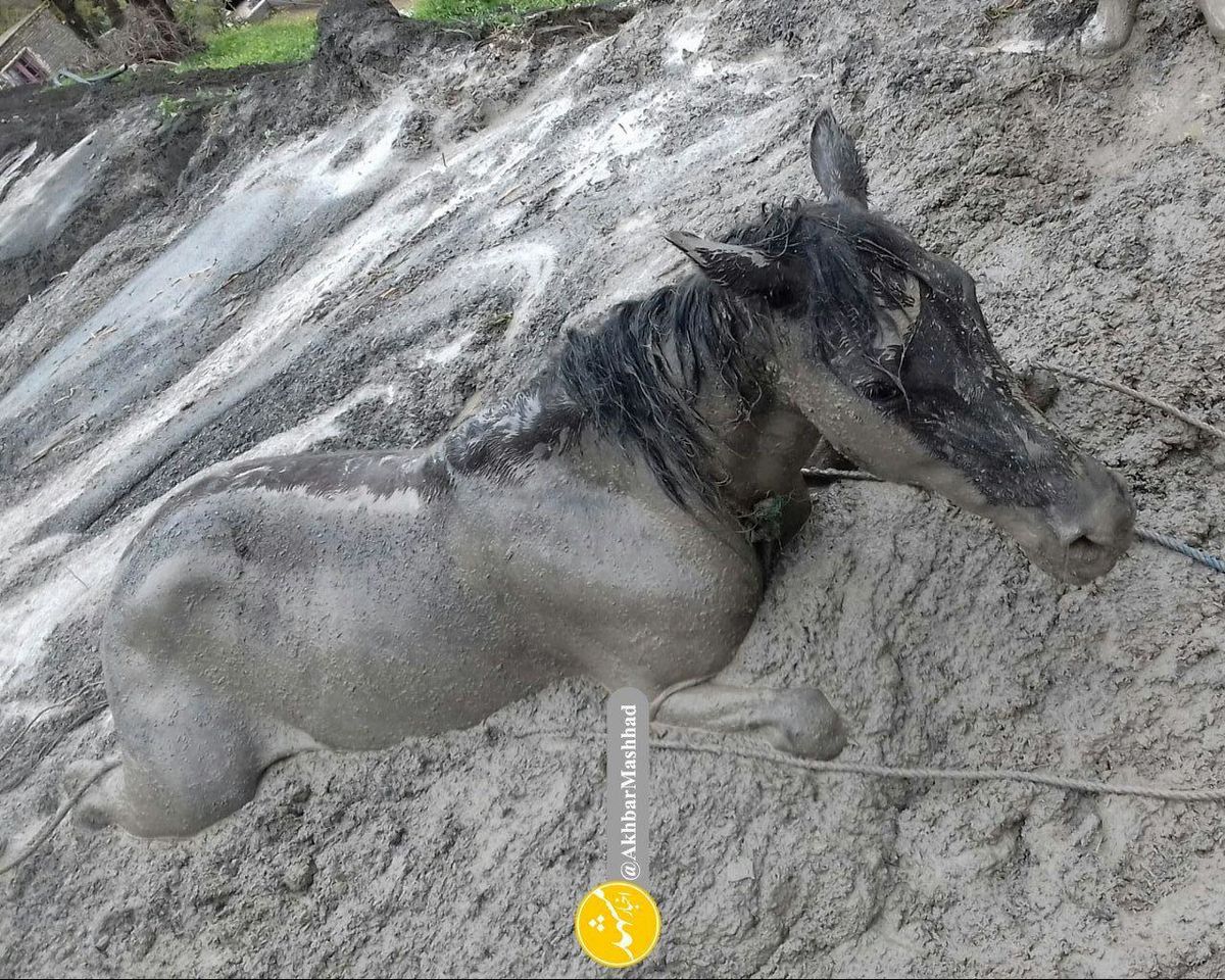 اسب در گل گیر کرده روستای ایدلیک شهرستان کلات