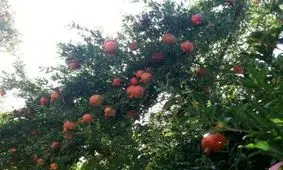 زخم کهنه آفت کرم گلوگاه بر انار یاقوتی شهرضا