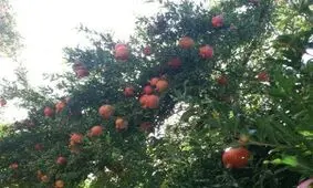 زخم کهنه آفت کرم گلوگاه بر انار یاقوتی شهرضا