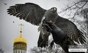 راهکار کرملین برای رهایی از کلاغ ها