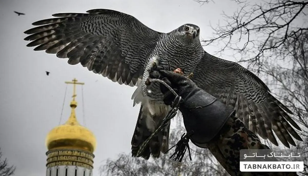 راهکار کرملین برای رهایی از کلاغ ها