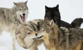 دنیای حیرت‌انگیز گرگ ها