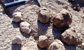 قدیمی‌ترین توالت عمومی دنیا، ۲۴۰ میلیون سال قدمت دارد!