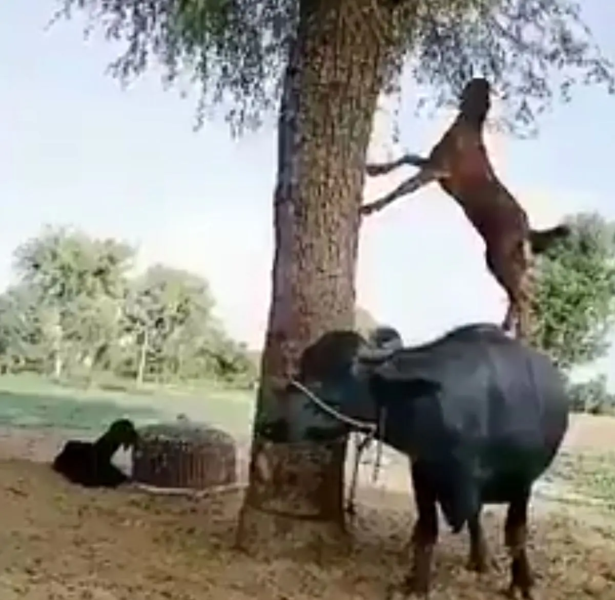 اگر بزی را در جایگاه بالایی دیدید تعجب نکنید!