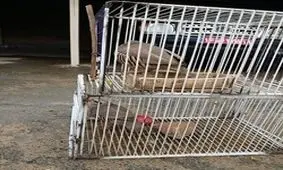 حیوان آزاری علت پلمب باغ پرندگان کرمانشاه