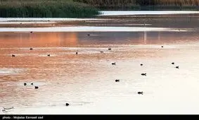 بارش‌های ۹۸ زندگی را به حیات‌ وحش تالاب‌های اطراف دریاچه ارومیه بازگرداند