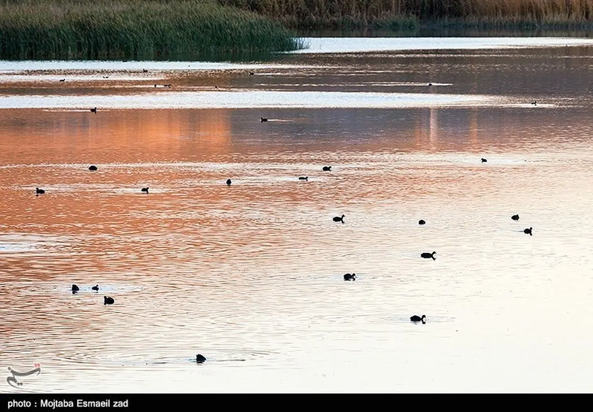 بارش‌های ۹۸ زندگی را به حیات‌ وحش تالاب‌های اطراف دریاچه ارومیه بازگرداند