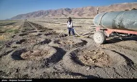 ۱۹۰۰ هکتار عملیات نهال‌کاری در حاشیه دریاچه ارومیه انجام شد