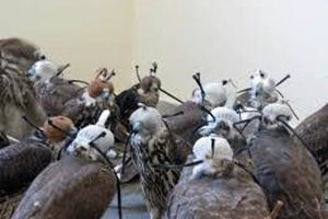 ۱۳۵۰ قطعه پرنده زینتی از شکارچیان غیرمجاز در خراسان جنوبی کشف شد