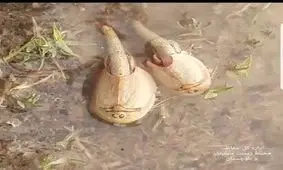 مشاهده قدیمی ترین موجود کره زمین در تالاب هامون + فیلم