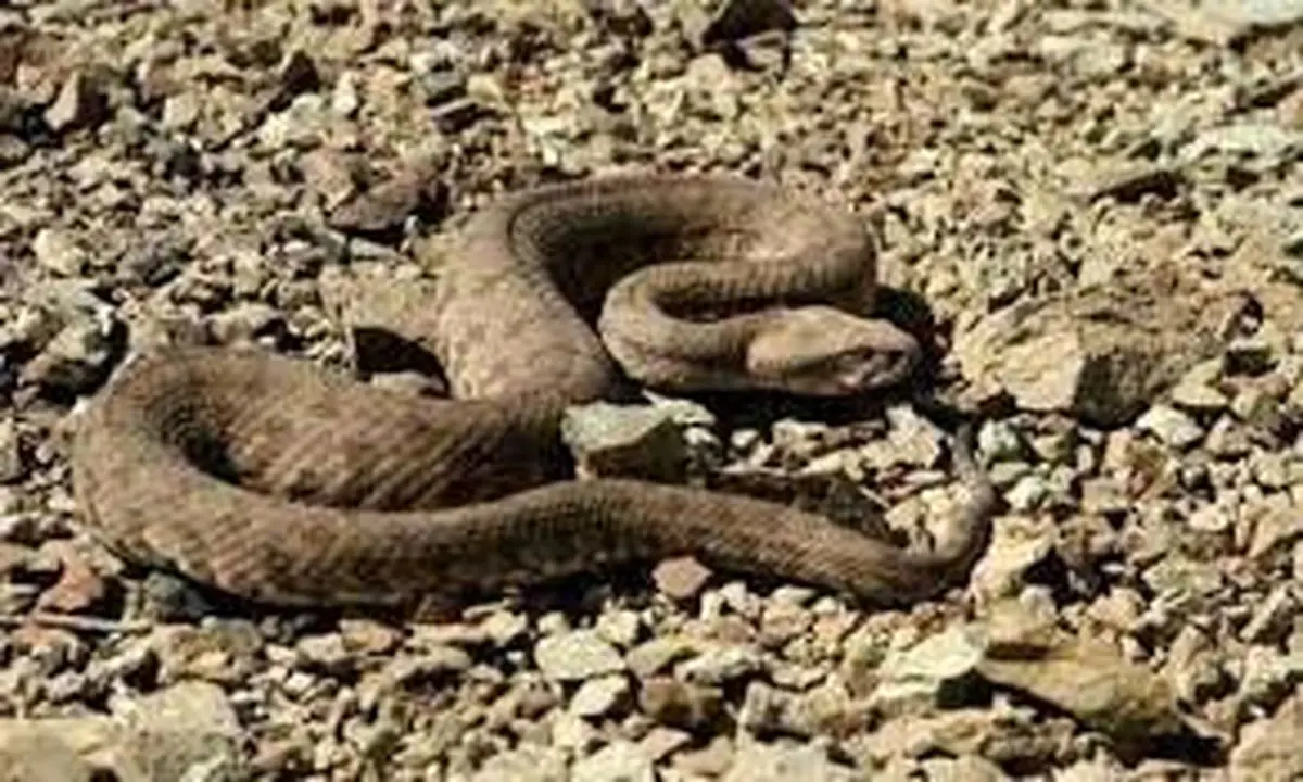 زنده‌گیری مار سمی در منزل مسکونی گچساران