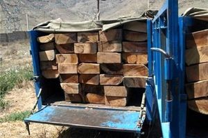 کشف ۱۴ تن چوب قاچاق در ملایر