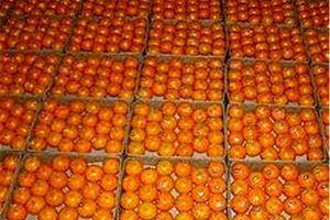 پای نارنگی قاچاق به خرده‌فروشی‌های مشهد باز شد