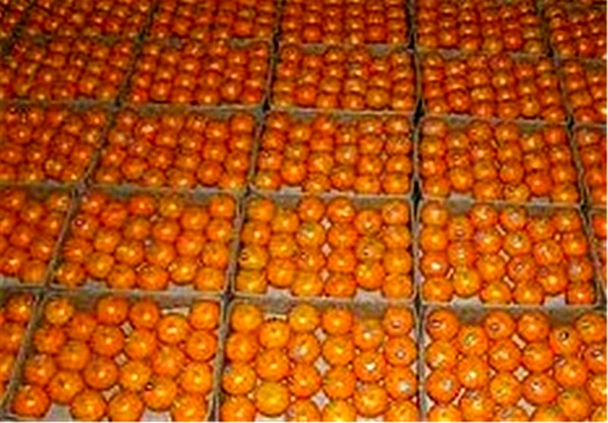 پای نارنگی قاچاق به خرده‌فروشی‌های مشهد باز شد