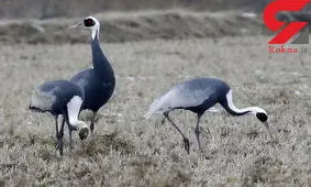 گونه های در معرض انقراض در کره کشف شد