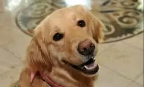 عزاداری سگ باوفا کنار جسد صاحبش/فیلم