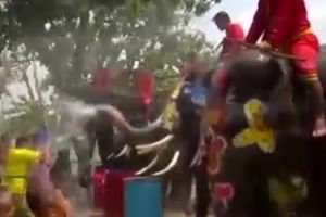 آب بازی با فیل‌ها در تایلند به مناسبت سال جدید+فیلم
