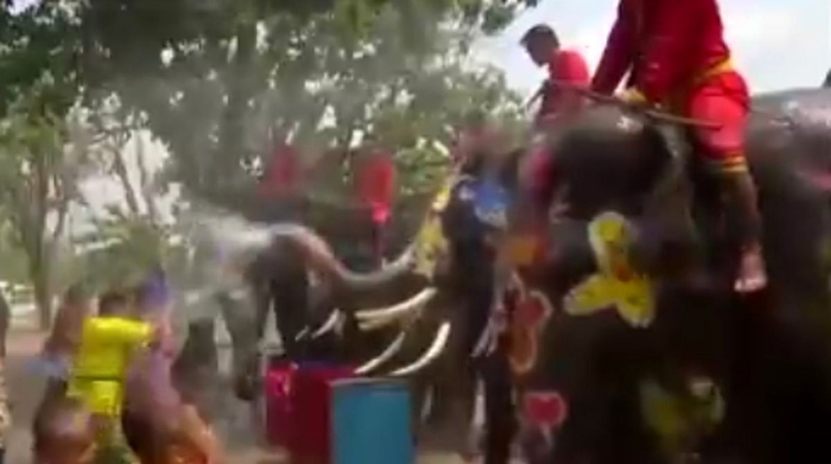آب بازی با فیل‌ها در تایلند به مناسبت سال جدید+فیلم