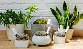 افرادی که از باغبانی چیزی نمی‌دانند چطور خرید کنند؟