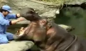 مسواک زدن اسب آبی! +فیلم