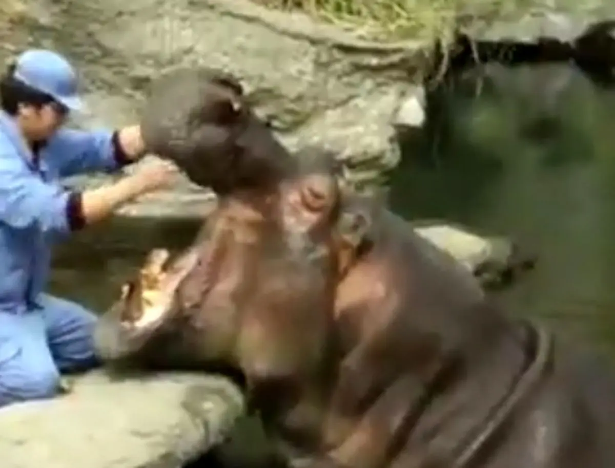 مسواک زدن اسب آبی! +فیلم