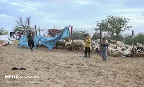تلف شدن ۲۰ هزار قطعه مرغ در دشت آزادگان به دلیل سیلاب
