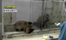 تاثیر تبعیض بر رفتار و سلامت میمونها