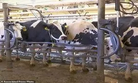 واردات دام سنگین از برزیل به زودی