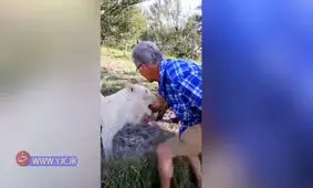 لحظه حمله شیر به گردشگر! +فیلم