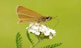 سرشماری پروانه‌ها در انگلیس + تصاویر