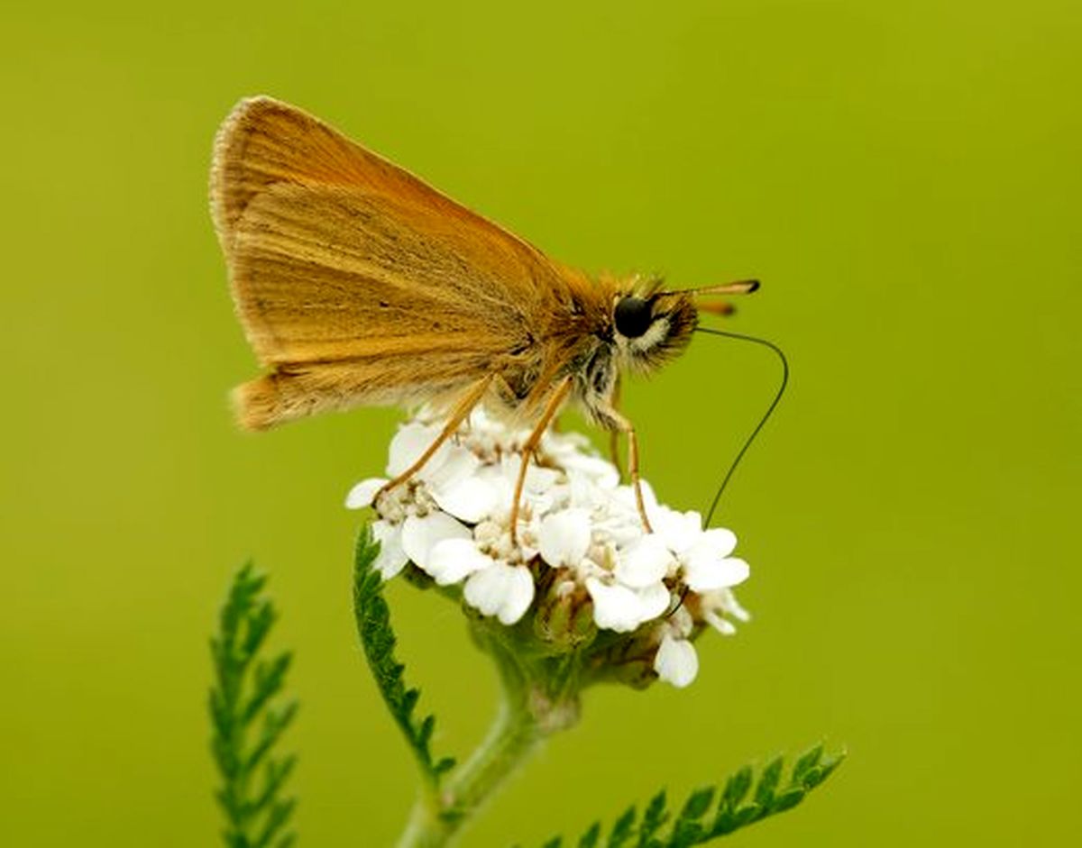 سرشماری پروانه‌ها در انگلیس + تصاویر
