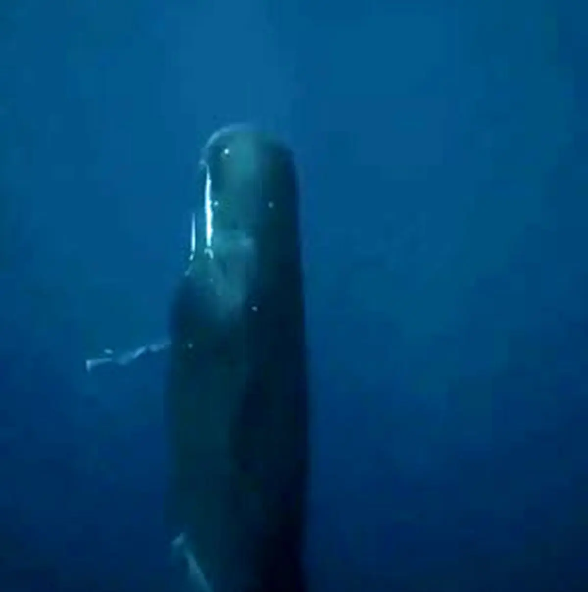 ویدئویی از خواب عمودی نهنگ