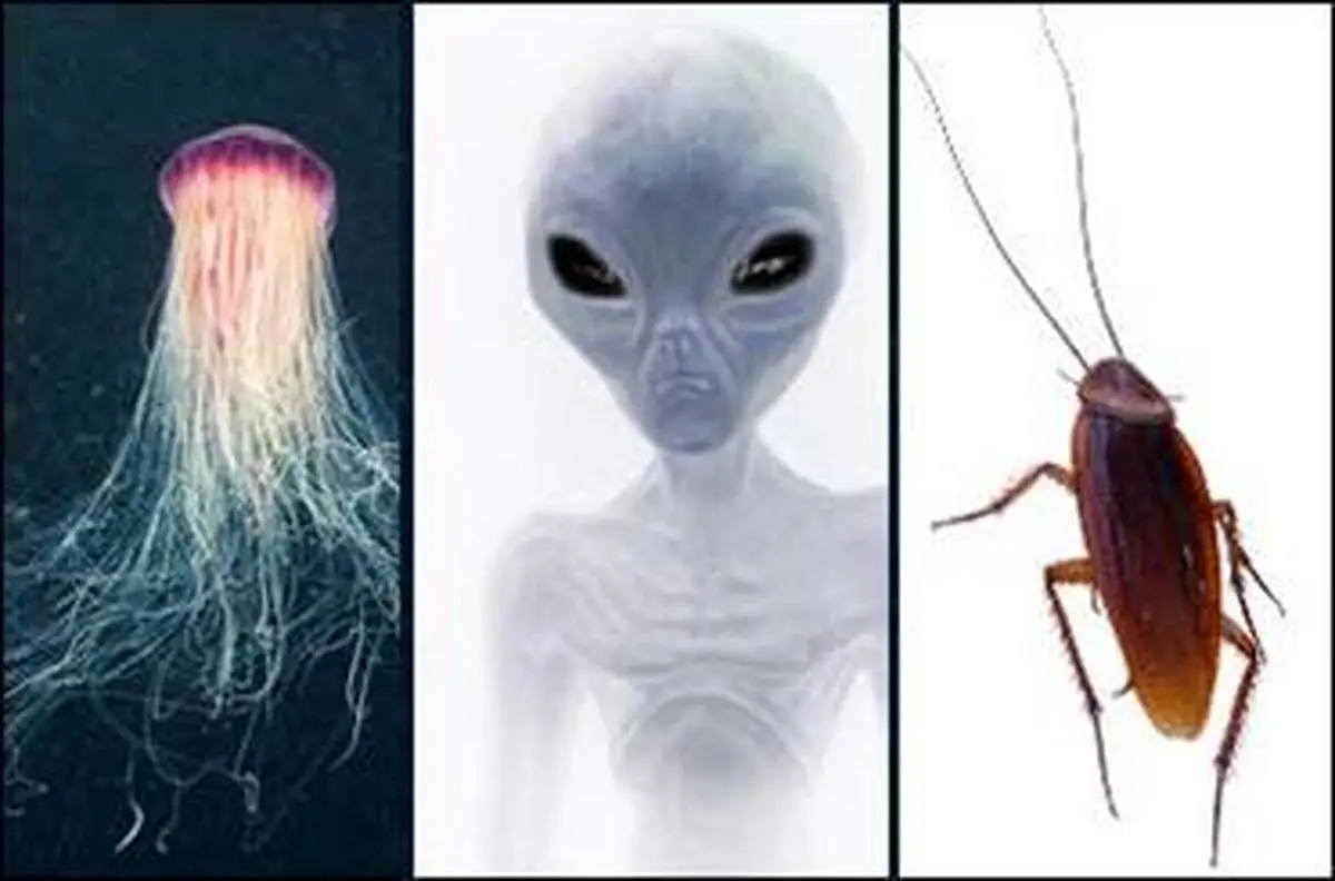 ظاهر موجودات فضایی چگونه است؟