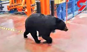 وحشت کارگرهای یک کارخانه از دیدن موجودی وحشتناک و سیاه+ عکس