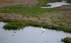 فقط 20 درصد تالاب گاوخونی آبگیری شد