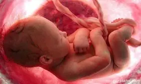 قلب جنین کی تشکیل می شود؟