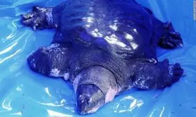 کمیاب‌ترین گونه لاک‌پشت جهان در خطر انقراض + عکس