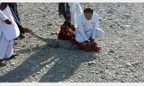 تمساح سرگردان در چابهار زنده گیری شد