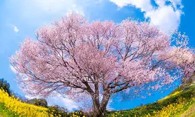 تصاویر | عروس چشم بادامی‌ها را ببینید