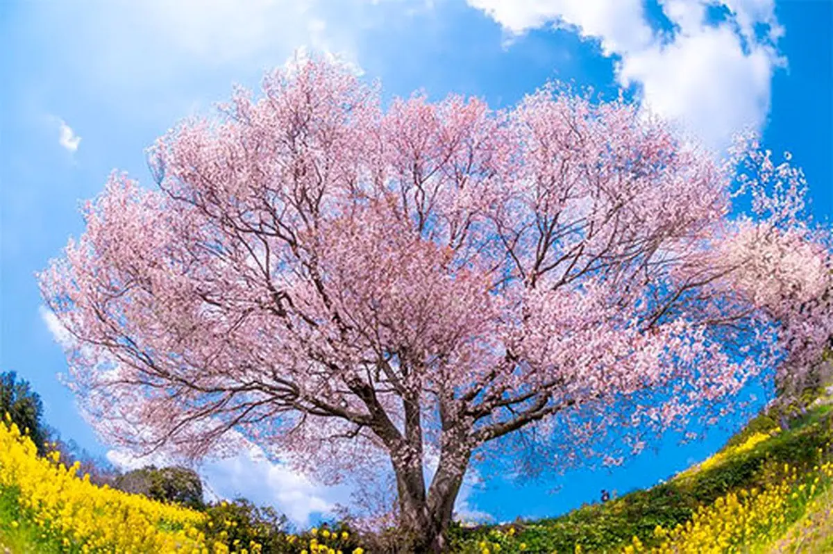 تصاویر | عروس چشم بادامی‌ها را ببینید